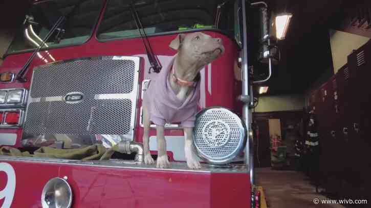'It melted my heart the second I saw her': Buffalo firefighters rescue and adopt puppy hit by car