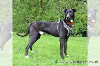 Wirral Globe dog of the week: Lovely Angus needs you