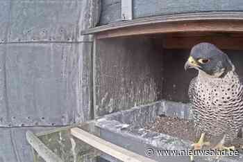 Geen slechtvalken dit jaar op Sint-Maartenstoren