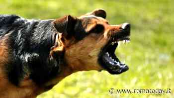 Bambina di due anni morsa in testa da un cane mentre giocava in un giardino