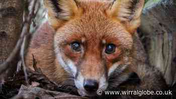 Merseyside wildlife rescue charity receives share of £1million fund