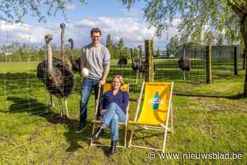 Bar Volaré komt terug met tweede editie: “Genieten van ondergaande zon boven Tielt”