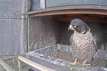 Geen kleine slechtvalkjes op Sint-Maartenstoren dit jaar