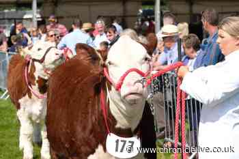 All the village and country shows in Northumberland in 2024