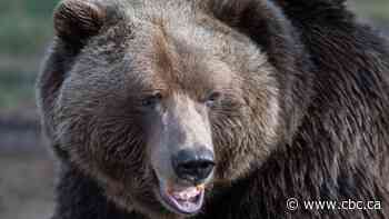 Bear-tracking study celebrates citizen science in Alberta's grizzly country