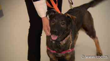 This dog was seized after a drug overdose and still needs a good home