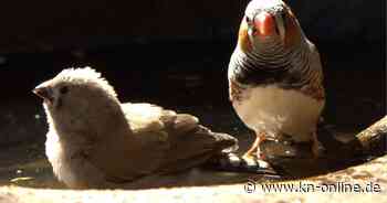 Lärm macht krank: Studie zeigt, dass Zebrafinken schon im Ei unter Verkehrslärm leiden