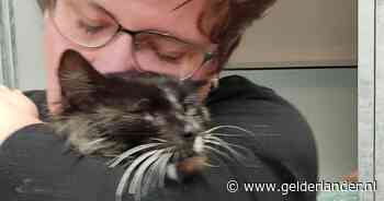 Een klein wonder: stinkend naar dode vis is kater Bootz na 3 jaar weer terug bij zijn baasje Shirley