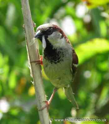 Wild Things: Top of the Big Garden Birdwatch 2024