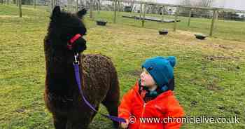 Northumberland County Show to host alpaca walks for first time in 2024