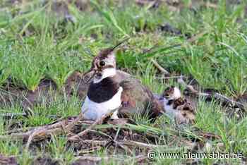 Drone speurt naar laatste kieviten in Kiewit: “Het gaat heel hard achteruit”