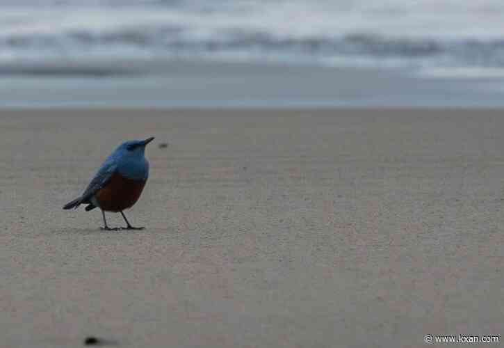 'Mega-rare' bird spotted in Oregon, first reported sighting in US history