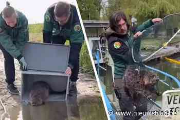 Natuurhulpcentrum redt bever die vastzit in Lommelse sluis