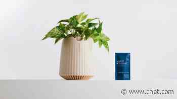 This Special Houseplant Uses Microbiomes to Clean Air 30 Times Faster Than Most     - CNET