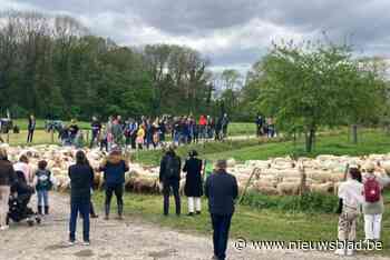 Lammetjesdag van Natuurpunt Kanne trekt heel veel volk
