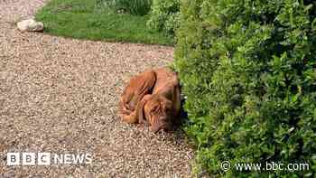 Emaciated dog found curled up on driveway
