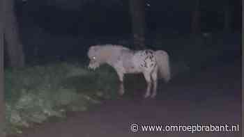 112-nieuws: loslopende pony gevangen • ongeluk op A67