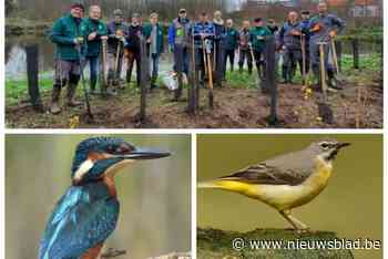 Na amper zes maanden is de ijsvogelwand hier in gebruik: “Eén koppeltje is al aan het broeden”