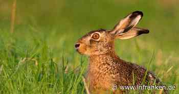 Kitzingen: Weitere Warnung vor Hasenpest - Veterinäramt mit wichtigen Verhaltensregeln