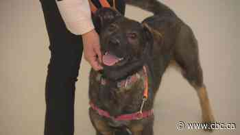 Puppy found drugged, others dogs still waiting for their forever homes, Regina Humane Society says