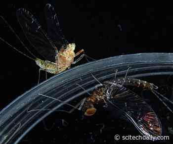 Unveiling the Dawn of Complex Life: How a Simple Creature Set the Stage for Human Evolution