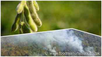 Soy trader loop hole may see deforestation seeping through cracks