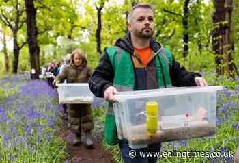 Harvest mice re-introduced to Perivale Wood after 45 years