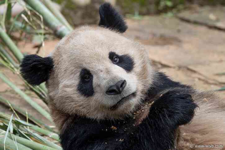Pair of giant pandas set to travel from China to San Diego Zoo under conservation partnership