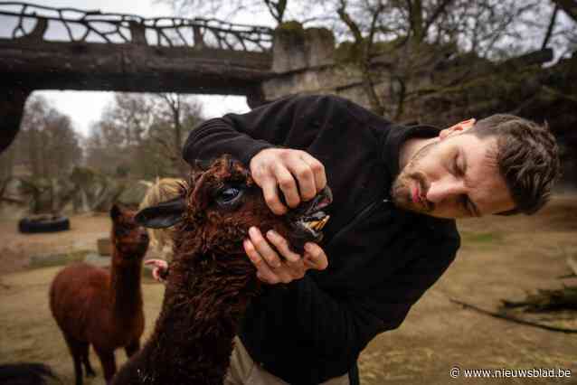 Jonas Spruyt, de arts met 7.000 klanten in de Zoo en Planckendael: “Het is alsof ik de huisdokter ben van een klein dorp”