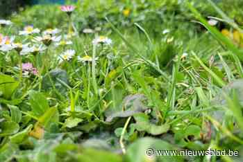 Gemeente verkoopt twee percelen grond: “Ze zijn enkel van nut als tuingebied voor de nieuwe eigenaars”