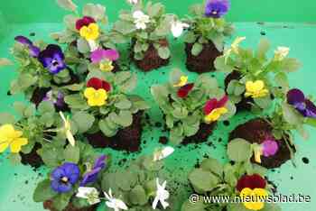 Gemeente deelt gratis viooltjes uit: “Weggooien zou zonde zijn”