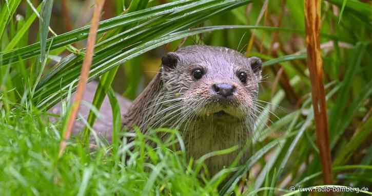 Freistaat und Umweltverbände ringen um Fischotter-Verordnung