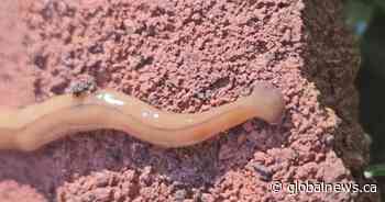 Gardeners need to watch out for these 2 worms in Ontario. Here’s why