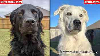 Black dog turns completely WHITE 2.5 years after being diagnosed with vitiligo - as incredible photos detail his colour-changing transformation