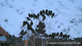 Berlin hat entschieden: Ampfing muss weiter mit Krähen-Problem leben