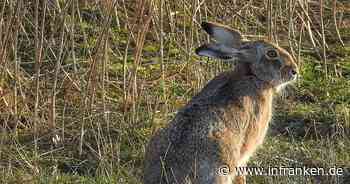 Landratsamt Kitzingen warnt vor auf Mensch übertragbarer Hasenpest