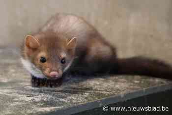 Hinder door steenmarters piekt: zo jaag je ze weg