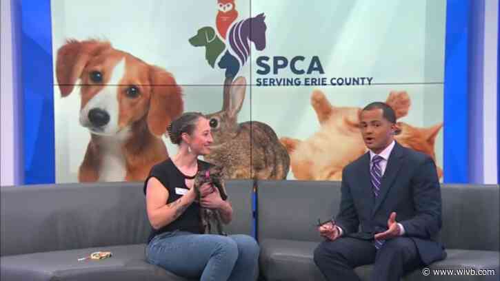 Bumblebee and her 2-month-old siblings need homes