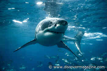 Great White Sharks Band Together to Prey on Whales