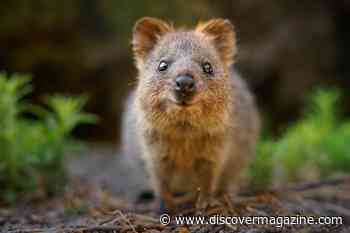 Meet the Adorable Quokka, Known as the 'Happiest Animal on Earth'