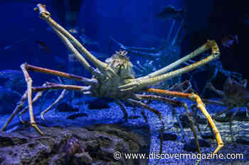 40-Foot-Long Giant Squids Dwarf Life on Land Because of Deep-Sea Gigantism