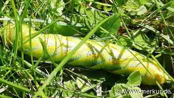 „10 Zentimeter groß und giftgrün“: Frau meldet seltenes Tier in ihrem Garten