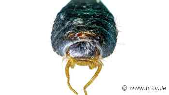 Harmlos, aber lästig: So werden Sie Silberfische wieder los