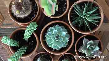 10 Best Places to Buy Plants Online for 2024     - CNET