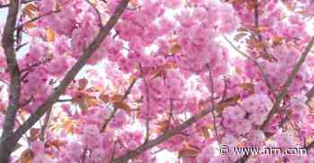 Cherry blossom, the flower that welcomes spring