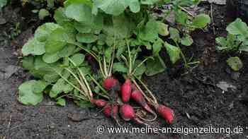 Sieben Gemüsesorten, die kinderleicht im Anbau sind