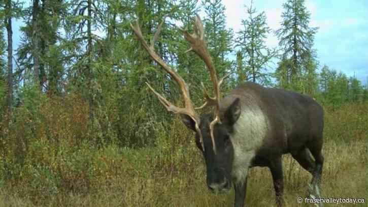Climate change, not habitat loss, may be biggest threat to caribou herds: study