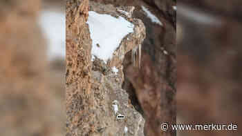 „Hab‘ paar Minuten gesucht“: Können Sie den Schneeleoparden im Suchbild finden?
