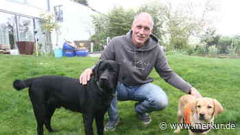 Die Kinderstube eines Blindenhunds: Die Dachauer Familie Königer übernimmt seit Jahren Welpenpatenschaften