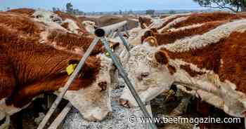 Cattle markets are getting back on track